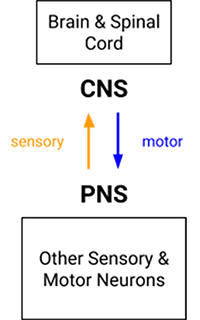 nervous-system-divisions-cns-pns-1